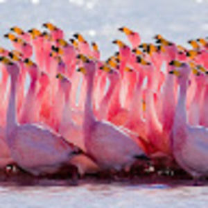 Meet your Posher, Kash